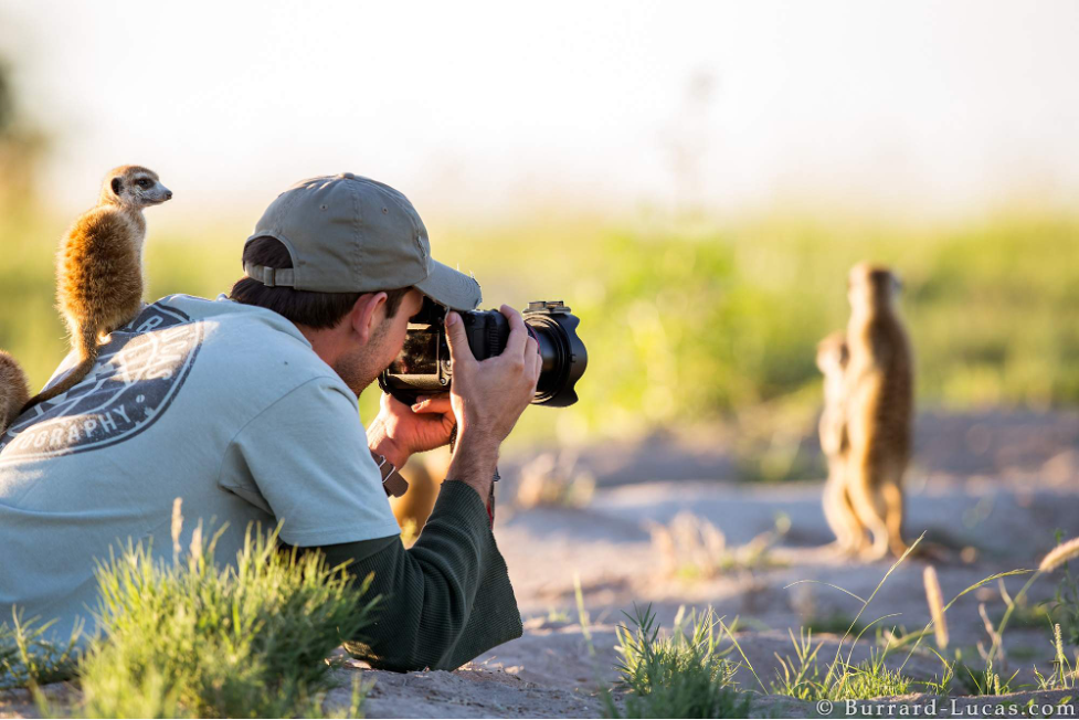 Photographer taking picture of animals