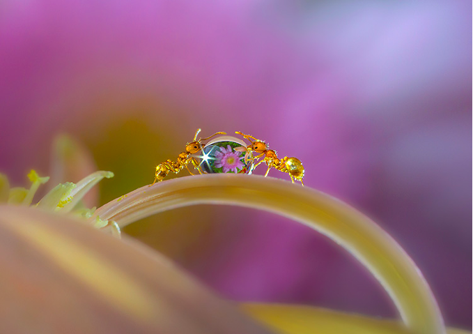 Macro photography